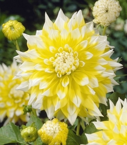 Dahlia Grand Prix